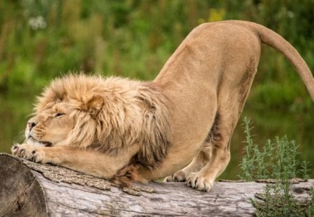 NOT A MORNING PERSON - lions, wildlife, authority, cats, big five, predators, africa, regal