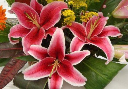 CARMINE LILIES - trio, lilies, st joseph, lily, bouquets, red, flowers