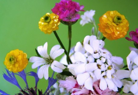 SPRING FLOWERS - blooms, summer, spring, fuschia, white, yellow, seasons, green, flowers