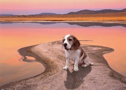 LITTLE LOST PUP ON BEACH - cute, lonely, adorable, puppy