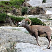 Mountain Sheep ~ Maligne Lake