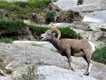 Mountain Sheep ~ Maligne Lake