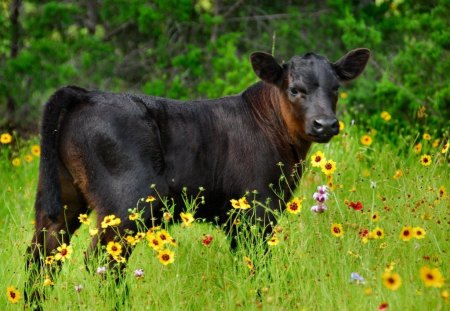 A WALK AMONG THE DAISIES - farm animals, flowers, youngsters, calves, farms, daisies, cattle, fields, green