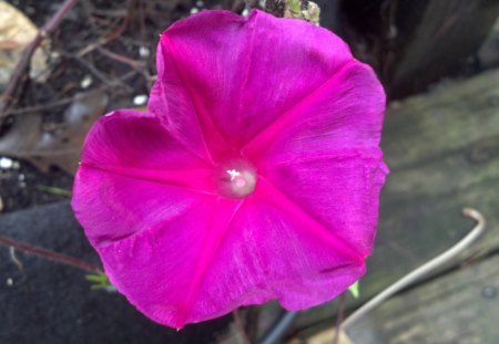 Scarlet Morning Glory - morning, glory, flower, pink