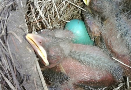 Baby Robin - bird, robin, nest, spring, egg, baby