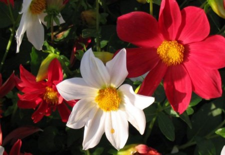 dahlias - beauty, paradise, nature, seagull