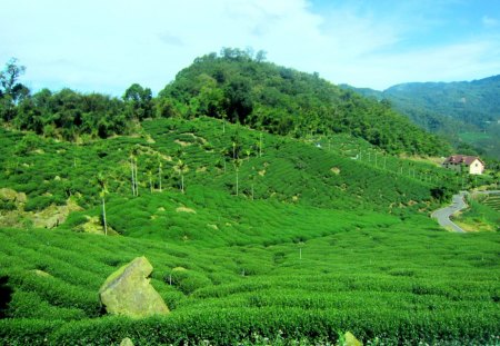 mountainous area tea plantations - rock, house, mountainous area, tea plantations