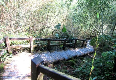 Bamboo forest trail - trail, forest, sunny day, bamboo