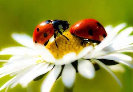 A Date - daisy, flowers, nature, lady bugs