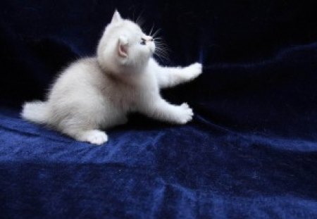 white fluffy - fluffy, white, kitty, cat