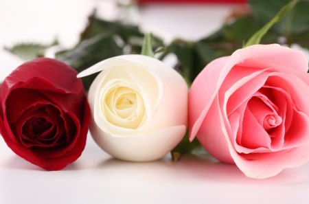 roses...roses..roses.... - lover, roses, rose, still life, loving, spring, white, white background, white roses, lovers, feelings, romance, red roses, love, pink roses, passion, tenderness, tender, valentine, in love, warmth, gentle, nature, romantic, red, warm, pink, passionate, flowers