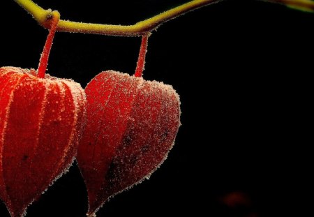 Physalis - heart, summer, love, flower, black, nature, physalis, autumn, red, fruit