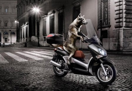 Dangerous night - motorcycle, wolf, night, light, black, fantasy, animal, dangerous, funny