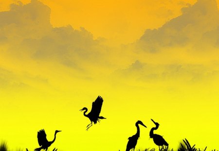 Silhouetted Birds - silhouette, birds, animals, sky