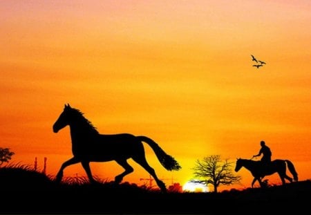 Sunset Gallop - horses, silhouette, sunset, animals