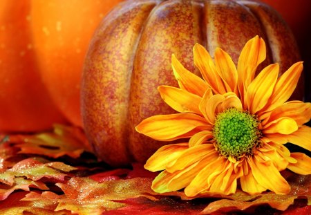 SIGN of AUTUMN - pumpkins, autumn, yellow, petals, arrangement, leaves, flower