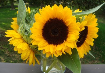 When SunFlowers sings♥ - always, sunflowers, yellow, forever, sings, love, bouquet, flowers, nature, annie, green, bright, arrangement, garden, shine