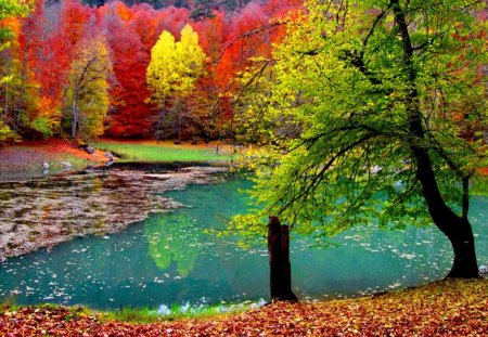 Small pond in autumn - nice, trees, riverbank, water, colorful, reflection, emerald, river, green, sunny, pond, lake, shore, lovely, nature, forest, red, beautiful, leaves, colors, small