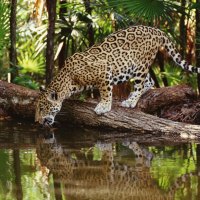 Reflecting Leopard