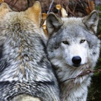 Pair of Wolves