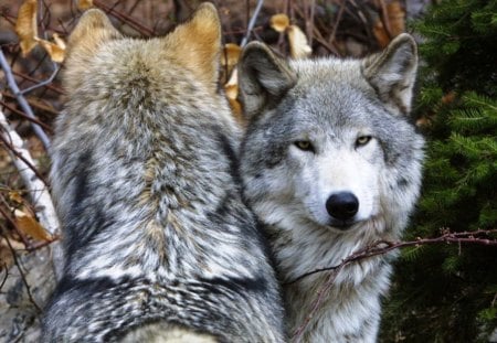 Pair of Wolves - grey, pair, lovely, predators