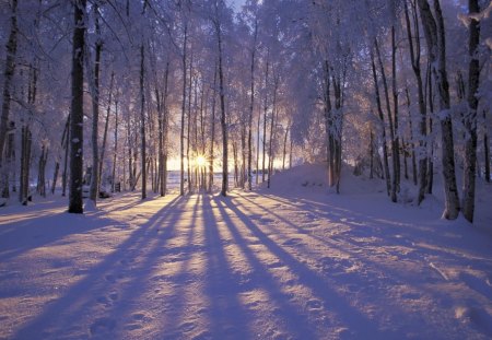 Sun Between Trees - trees, snow, light, sun