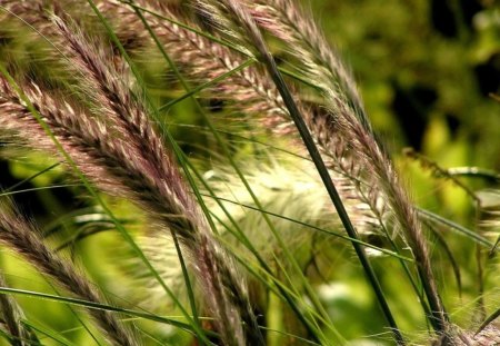 A BREATH OF WIND - fields, grey, wild grass, burrs, green, grasses, sunrays