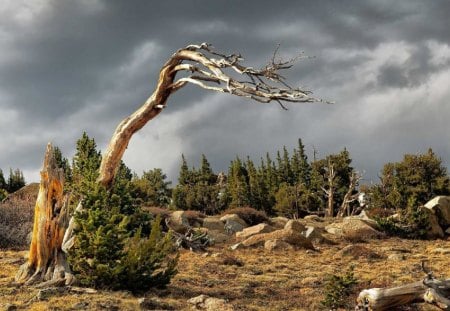 BARREN LANDSCAPE - trees, branches, desert, dry, tree stump, skeletal, destruction, forests, arid