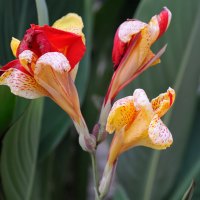 Fragrant Orchids