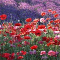 Gorgeous Poppy Field