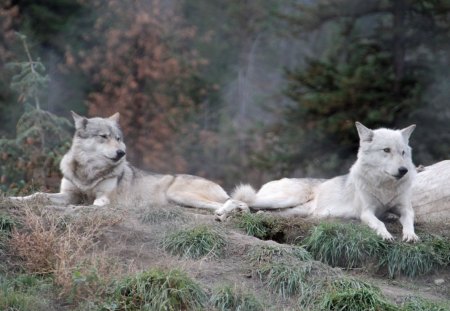 Arctic Friends - howl, wolf pack, wolf wallpaper, grey wolf, pack, white, wolves, spirit, lone wolf, grey, dog, mythical, wild  animal black, timber, canis lupus, lobo, winter, majestic, wallpaper, nature, wolf, abstract, snow, beautiful, friendship, the pack, canine, arctic, solitude, howling