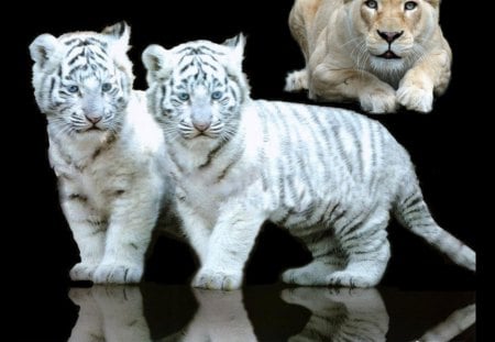 Little Big cats - cub, white tiger, cats, baby, desktop, cat, animals