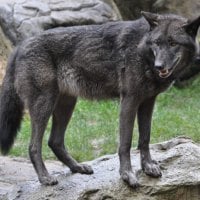 Canis lupus lycaon