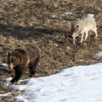 Brown Bear and Gray Wolf