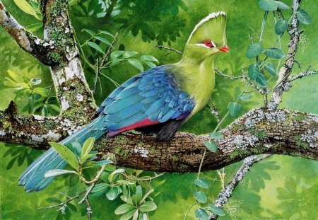 KNYSNA LOURIE - forests, tauracos, evergreens, africa, birds, louries, exotic birds