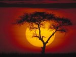 Sunset tree