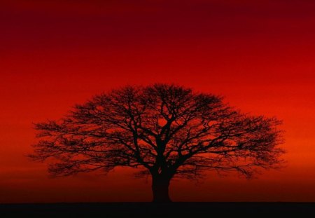 Red sunset - tree, forest, nature, sunset