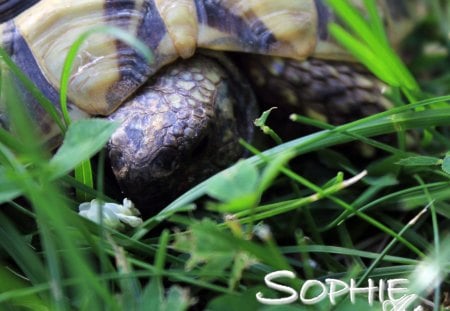 tourtoise - turtel, animals, garden, reptiles, tourtoise