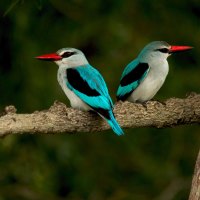 WOODLAND KINGFISHERS