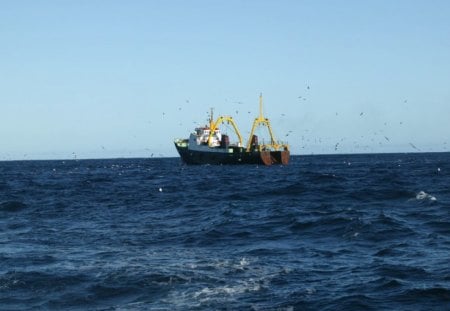 BUSY BIRDS - birds, oceans, water, gulls, fishing, sea, fishing boats, boats, flight, trawlers