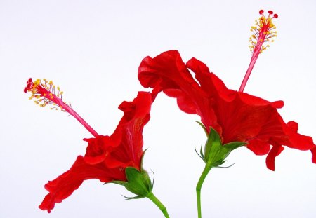 Red Hibiscus - nature, beautiful, red, hibiscus, flower