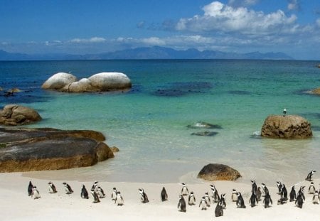 PENGUIN BEACH - birds, oceans, horizons, waterscapes, beaches, sea, seaside, rocks