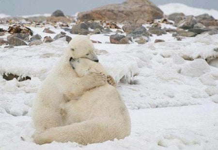 I'm Here For You      for {Nannouk} - nature, bears, snow, animals, polar bears