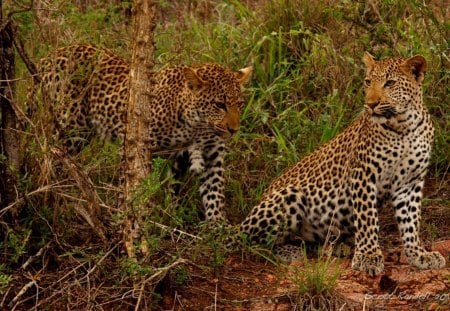 SPOTTED SIBLINGS - leopards, africa, predators, savannah, forest, big five, bush, cats, brothers, wildlife