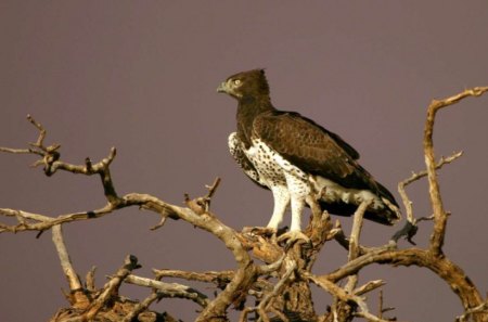 MAGNIFICENT MARTIAL - birds of prey, raptors, predators, power, eagles