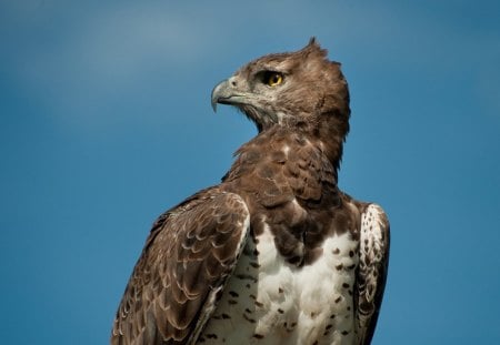 MARTIAL EAGLE - birds of prey, raptors, predators, africa, eagles