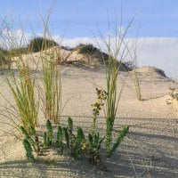 SAND DUNE