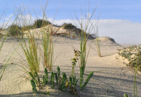 SAND DUNE - seaside, coastline, growth, dunes, coast, oceans, cactii, weeds, grasses, sea, sand, grass