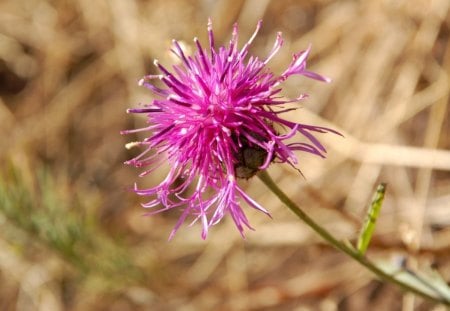 JUST A SPECK ON A CLOVER - clover, plants, pink, flowers, gardens