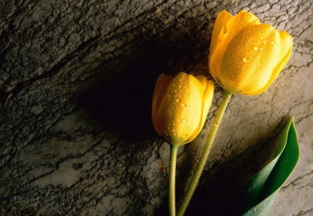 YELLOW TULIPS - wood, droplets, logs, blooms, tulips, tree stumps, flowers, plants